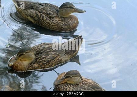 Canards colverts femelles reposant à l'flot sur l'eau Banque D'Images