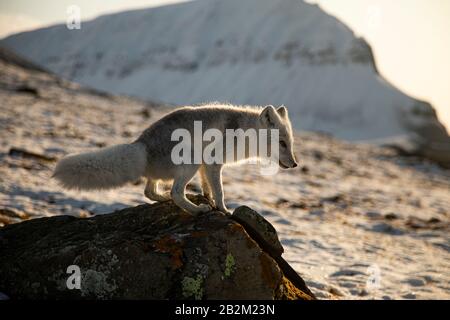 Le renard polaire affamé se délasser dans l'arctique Banque D'Images