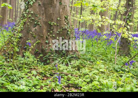 Paysage printanier dans la forêt avec des fleurs de bleuets en fleurs Banque D'Images