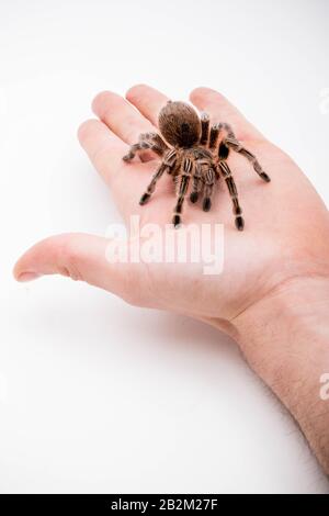 Une araignée de Chili Rose Tarantula qui s'étrit à la main sur un fond blanc Banque D'Images