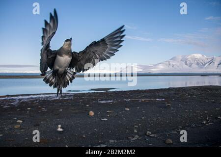 Pomarine Skua rencontre étroite dans la nature arctique. De Spitsbergen en Norvège Banque D'Images