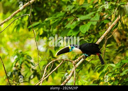 Grand Toucan oiseau abattu à l'état sauvage en Amazonie Banque D'Images