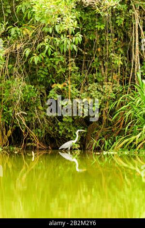 Stork Shot gris à l'état sauvage en Amazonie équatorienne Banque D'Images