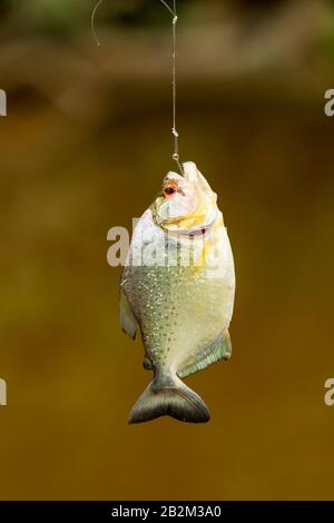 Petits Poissons Piranha Capturés Dans Le Bassin Amazonien Banque D'Images