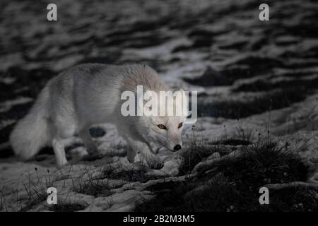 Le renard polaire affamé se délasser dans l'arctique Banque D'Images