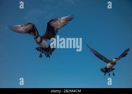 Pomarine Skua rencontre étroite dans la nature arctique. De Spitsbergen en Norvège Banque D'Images