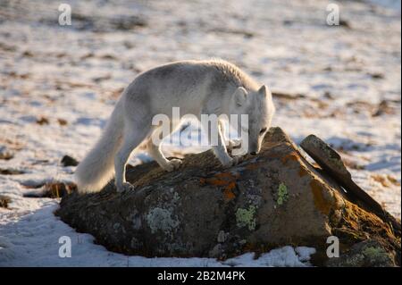 Le renard polaire affamé se délasser dans l'arctique Banque D'Images