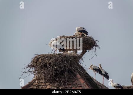 Affenberg Salem, Allemagne - 11 septembre 2014: Les cigognes à Affenberg Salem où chaque été sont beaucoup de cigognes. Banque D'Images