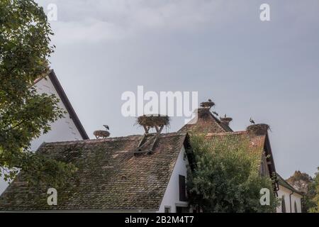 Affenberg Salem, Allemagne - 11 septembre 2014: Les cigognes à Affenberg Salem où chaque été sont beaucoup de cigognes. Banque D'Images