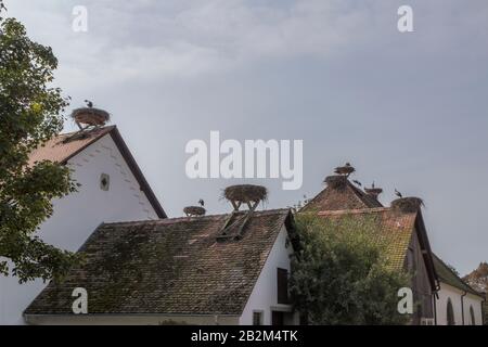 Affenberg Salem, Allemagne - 11 septembre 2014: Les cigognes à Affenberg Salem où chaque été sont beaucoup de cigognes. Banque D'Images