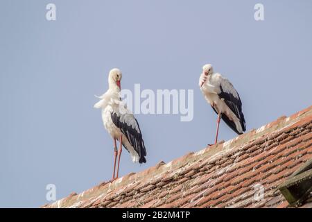 Affenberg Salem, Allemagne - 11 septembre 2014: Les cigognes à Affenberg Salem où chaque été sont beaucoup de cigognes. Banque D'Images