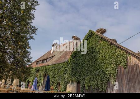 Affenberg Salem, Allemagne - 11 septembre 2014: Les cigognes à Affenberg Salem où chaque été sont beaucoup de cigognes. Banque D'Images