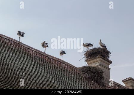 Affenberg Salem, Allemagne - 11 septembre 2014: Les cigognes à Affenberg Salem où chaque été sont beaucoup de cigognes. Banque D'Images