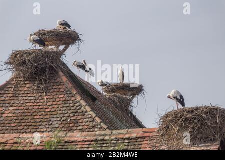 Affenberg Salem, Allemagne - 11 septembre 2014: Les cigognes à Affenberg Salem où chaque été sont beaucoup de cigognes. Banque D'Images