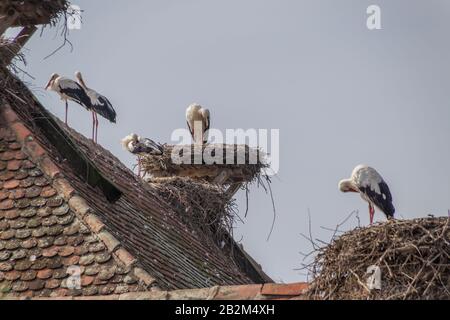 Affenberg Salem, Allemagne - 11 septembre 2014: Les cigognes à Affenberg Salem où chaque été sont beaucoup de cigognes. Banque D'Images