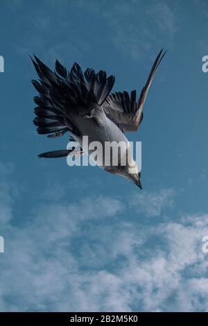 Pomarine Skua rencontre étroite dans la nature arctique. De Spitsbergen en Norvège Banque D'Images