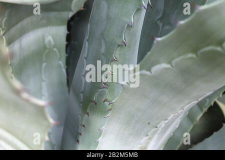 Détail de magey agave des feuilles rachiquantes Banque D'Images