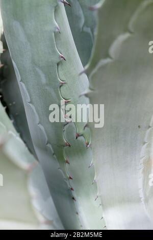 Détail des feuilles de raquette gris vert de l'agave americana, nature abstraite Banque D'Images