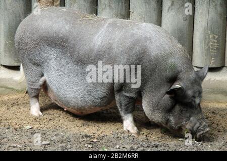 Hängebauchschwein Banque D'Images