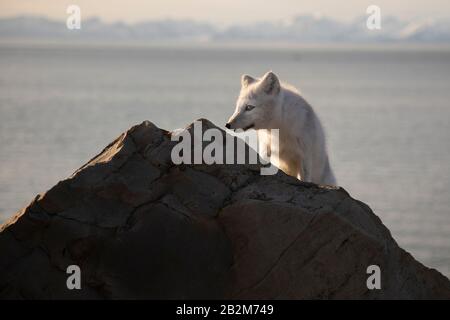 Le renard polaire affamé se délasser dans l'arctique Banque D'Images