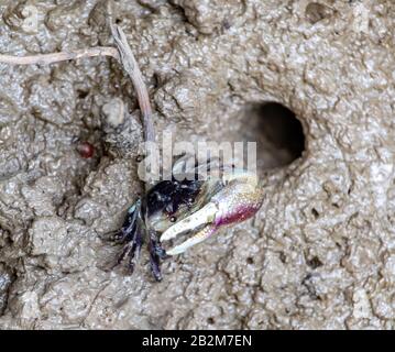 Un crabe rampant d'un trou dans la boue sur la côte. Banque D'Images