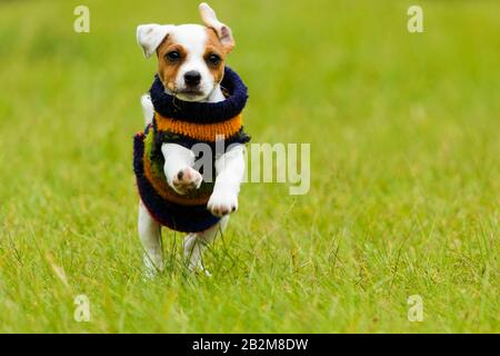 Parson Happy Dog 8 Semaines Puppy Running Outdoor Banque D'Images