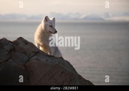 Le renard polaire affamé se délasser dans l'arctique Banque D'Images