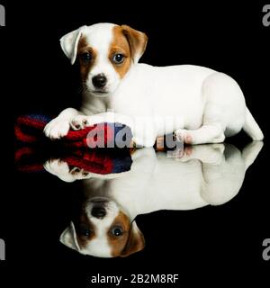 Parson chien heureux 8 semaines chiot piscine Studio Shot Banque D'Images