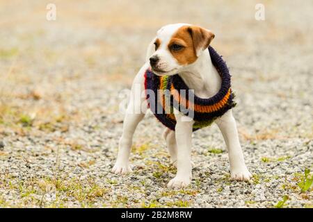 Chien Satisfait Parson 8 Semaines De Pap Banque D'Images