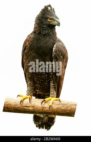 Eagle Morphnus Guianensis À La Crème Isolé En Couleur Banque D'Images