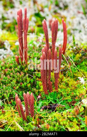 Les algues et mousses de haute altitude du parc national Llanganates Equateur Banque D'Images