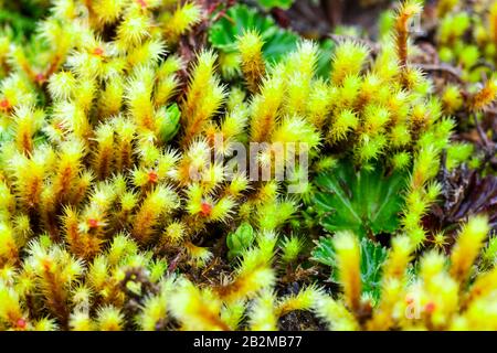 Les algues et mousses de haute altitude du parc national Llanganates Equateur Banque D'Images