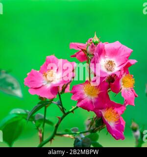 les fleurs de printemps colorées ont tout juste fleuri avec un beau fond vert Banque D'Images