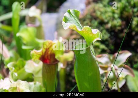 Plante de mangeant des insectes Sarracenia, vue rapprochée de la croissance dans le jardin Banque D'Images