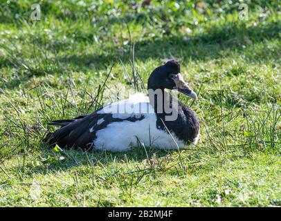 Une Oie Magpie Adulte Assise À Meadowland Au Martin Mere Wetland Center Près D'Ormskirk Lancashire Angleterre Royaume-Uni Banque D'Images