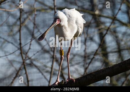 Un Spoonbill Africain Perché Sur Une Succursale Regardant Alert Au Martin Mere Wetland Center Près D'Ormskirk Lancashire Angleterre Royaume-Uni Banque D'Images