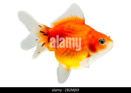 Pearlscale Goldfish Isolated On White Studio haute qualité tourné manuellement retiré de l'arrière-plan pour que le Finnage est terminée Banque D'Images