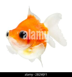 Pearlscale Goldfish Isolated On White Studio haute qualité tourné manuellement retiré de l'arrière-plan pour que le Finnage est terminée Banque D'Images