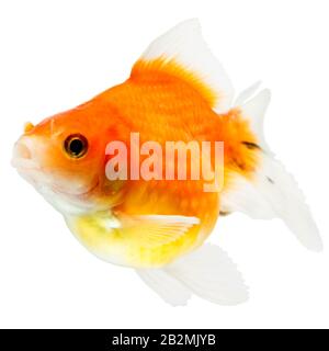 Pearlscale Goldfish Isolated On White Studio haute qualité tourné manuellement retiré de l'arrière-plan pour que le Finnage est terminée Banque D'Images