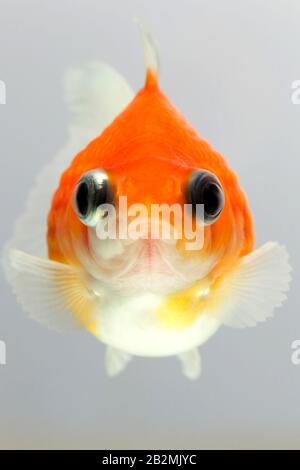 Pearlscale Goldfish Isolé Sur White High Quality Studio Shot Retiré Manuellement De La Scène Pour Que Le Finrage Soit Terminé Banque D'Images