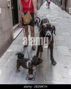 Femme avec deux chiens, grands et petits chiens Venise, Italie Banque D'Images