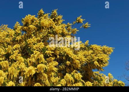 Fleur jaune de l'usine Acacia dealbata Banque D'Images