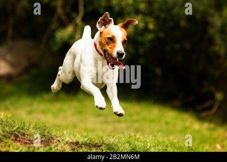Un Jack Russell terrier blanc et brun est capturé en plein air tout en sautant à travers un champ herbeux. La bouche du chien est ouverte avec sa langue sortie, les oreilles battent, et les quatre pattes au-dessus du sol, ce qui indique Banque D'Images