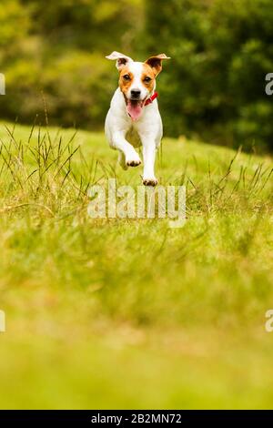 Un Jack Russell Terrier à fourrure blanche et beige est capturé dans les airs tout en courant dans un champ herbeux. La bouche du chien est ouverte avec sa langue sortie, et il porte un collier rouge. L'arrière-plan se compose de Banque D'Images