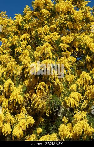 Fleur jaune de l'usine Acacia dealbata Banque D'Images