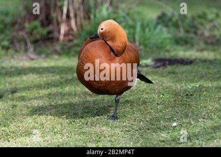 Un canard de Shelduck Ruddy Reposant sur Une jambe à Grassland au Martin Mere Wetland Center près d'Ormskirk Lancashire Angleterre Royaume-Uni Banque D'Images