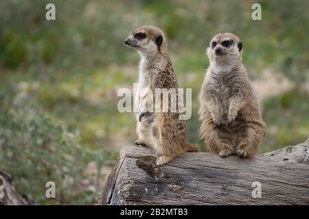 Portrait de deux mierkat mignons en alerte sur une connexion dans la nature Banque D'Images