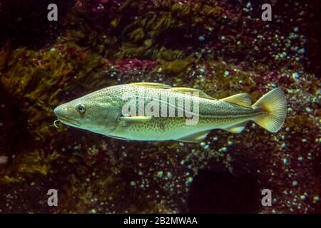 Morue de l'Atlantique (Gadus morhua) nageant sous l'eau Banque D'Images