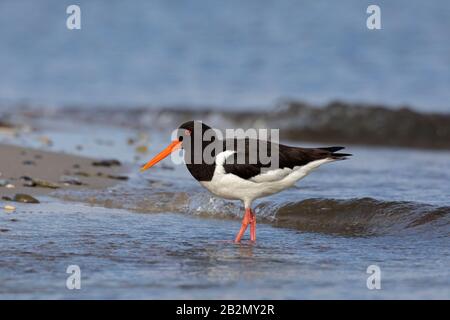 La forêt d'oystercatcher de pied commun / oysteratcher eurasien (Haematopus ostralegus) sur la plage de sable Banque D'Images