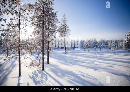 Hiver En Laponie Finlande Banque D'Images